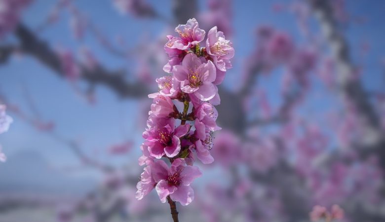 floracion de cieza almond blossom spain